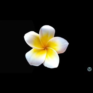 Meet your Posher, Claudia